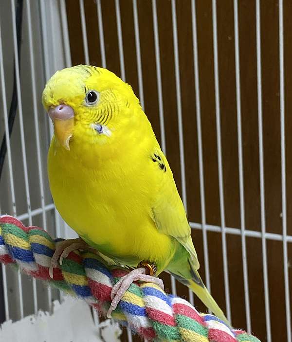 budgerigar-parakeet-for-sale-in-albany-ny