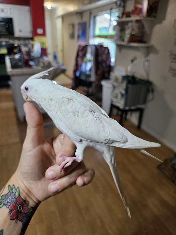 albino-bird-for-sale-in-granbury-tx