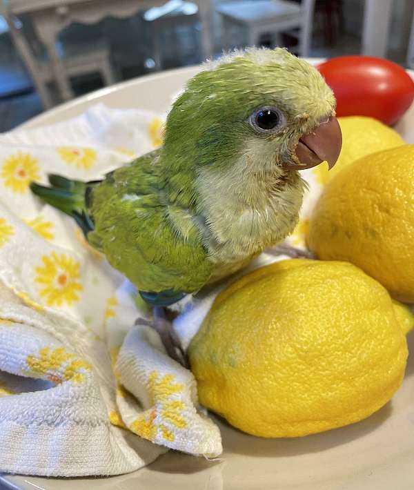 parrot-for-sale-in-graham-nc