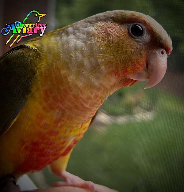 conure-for-sale-in-old-hickory-tn