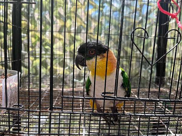 caique-for-sale-in-charlotte-nc