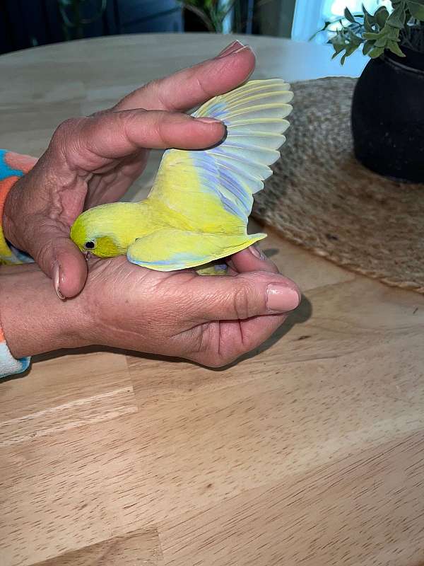 parrotlet-for-sale-in-saratoga-springs-ny