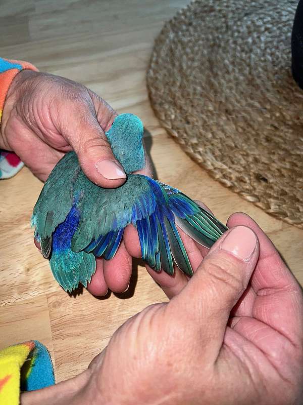 blue-bird-for-sale-in-saratoga-springs-ny