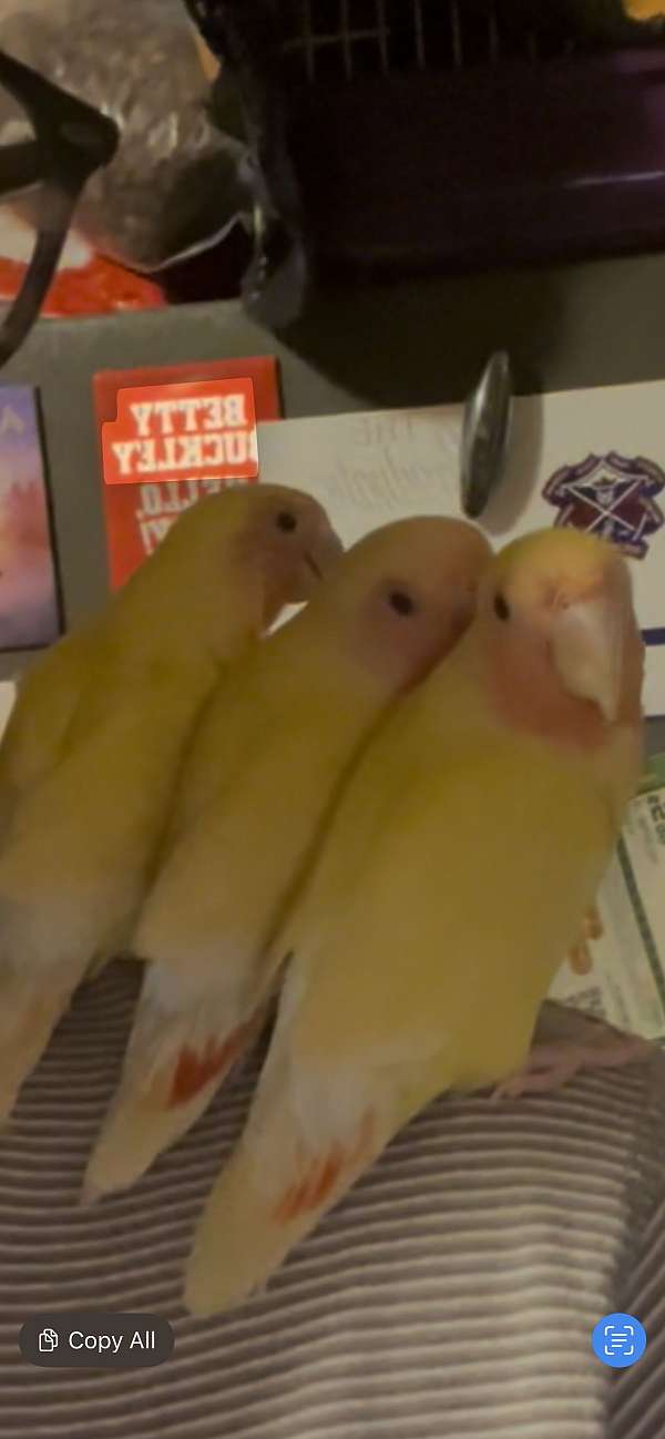 peach-faced-lovebird-for-sale-in-irving-tx