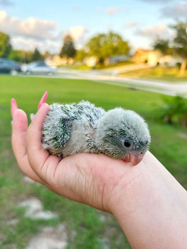 quaker-parrots-for-sale