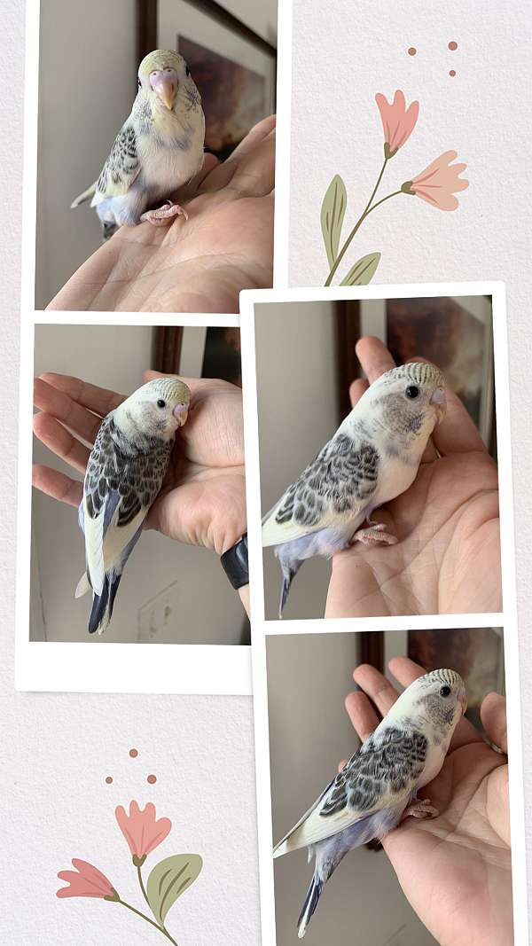 budgerigar-parakeet-for-sale