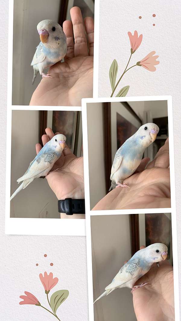 budgerigar-parakeet-for-sale