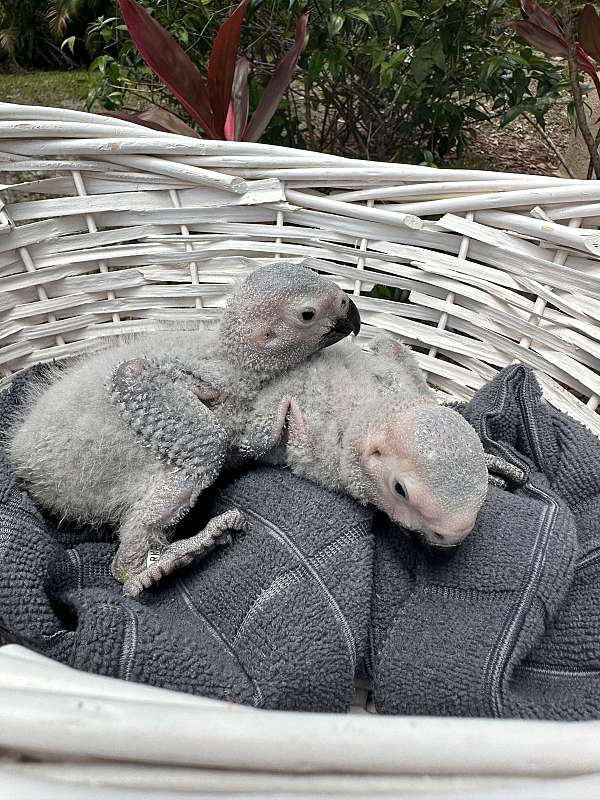 african-grey-parrot-for-sale