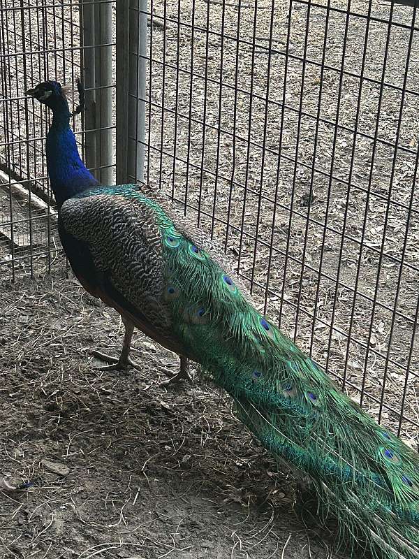 peacock-for-sale