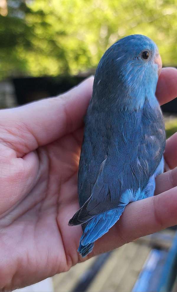 pacific-parrotlet-for-sale