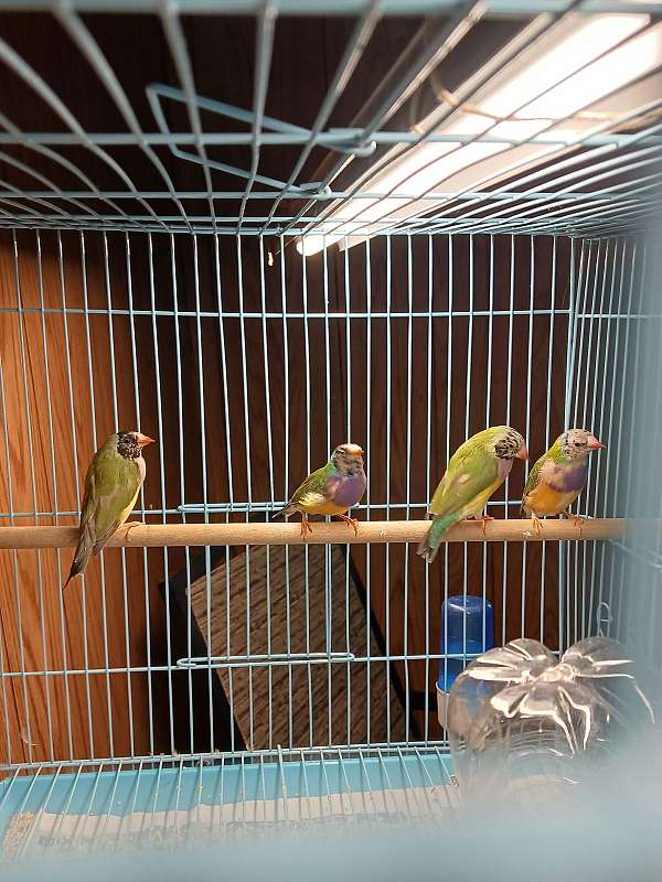 lady-gouldian-finch-for-sale-in-summit-il