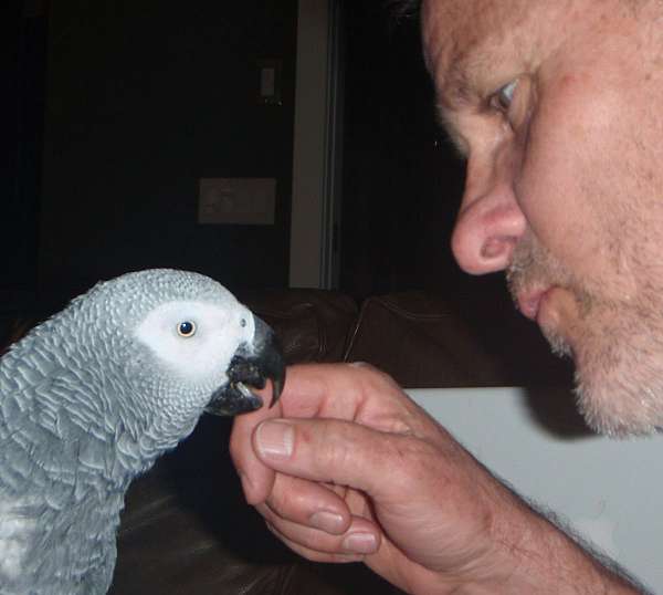 companion-bird-for-sale-in-boise-id