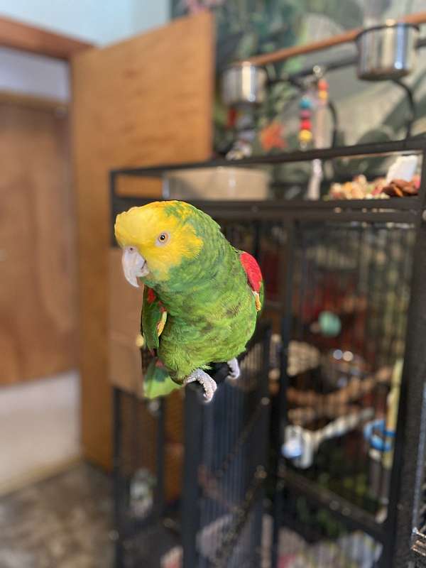 green-amazon-parrot-for-sale