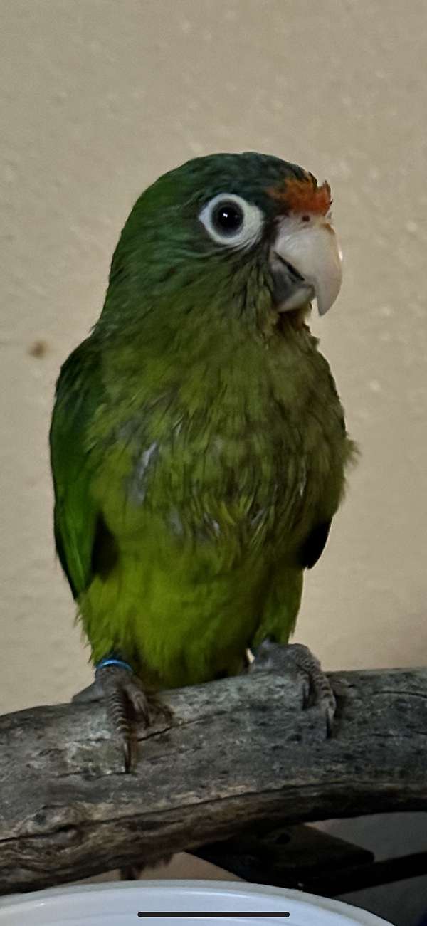 conure-half-moon-conure-for-sale-in-california