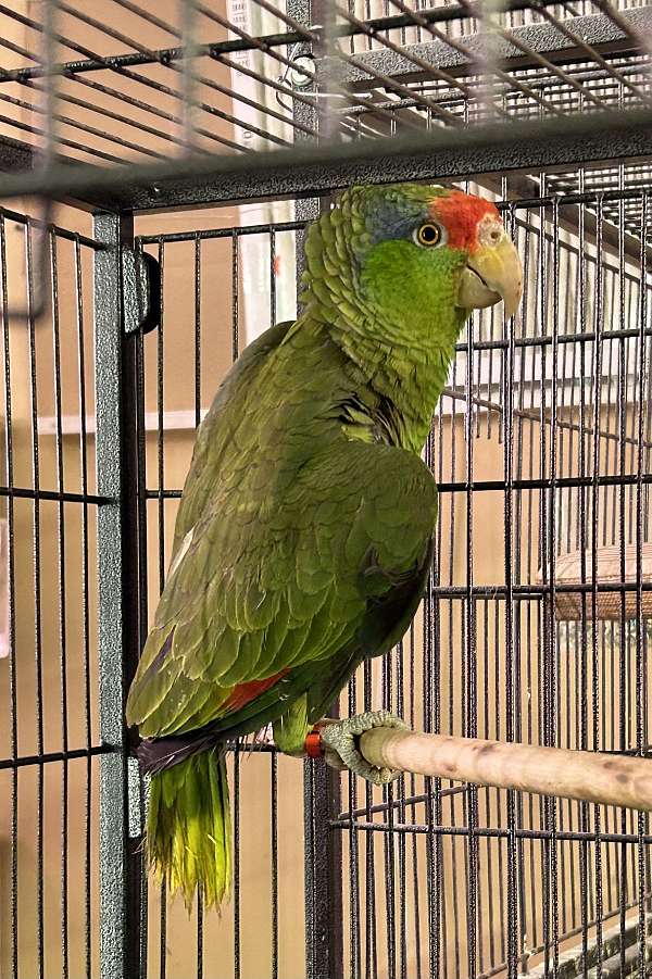 amazon-parrot-for-sale