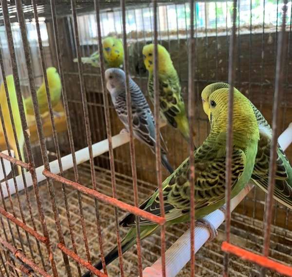 budgerigar-parakeet-for-sale-in-coconut-creek-fl