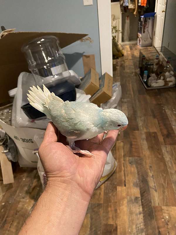 grey-bird-for-sale-in-sulphur-la