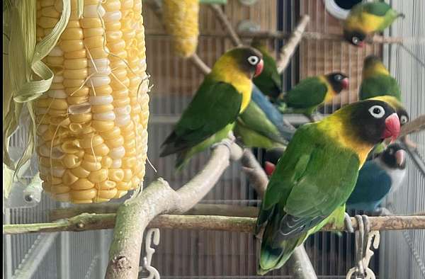 lovebird-for-sale-in-pittburgh-pa
