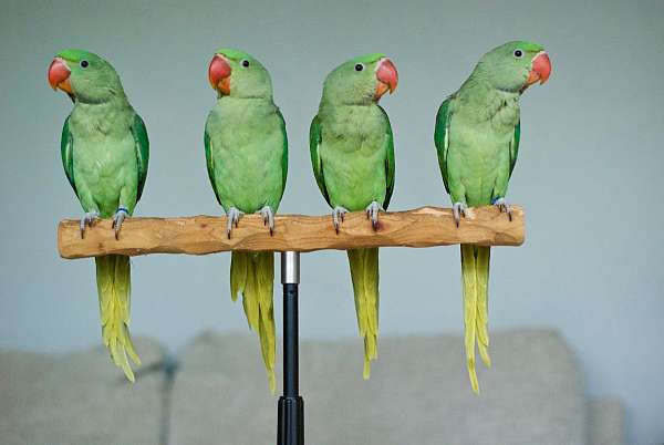 alexadrine-parakeet-for-sale-in-west-st-paul-mn