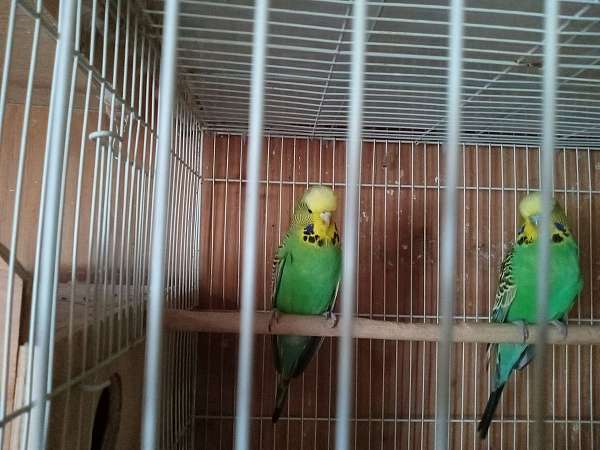 baby-budgerigar-parakeet-for-sale