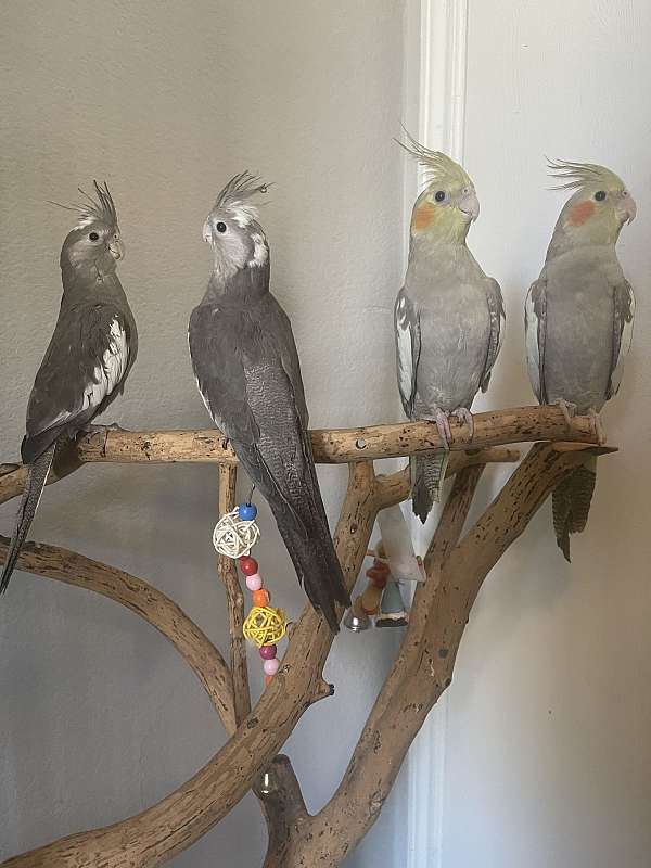 cockatiel-for-sale
