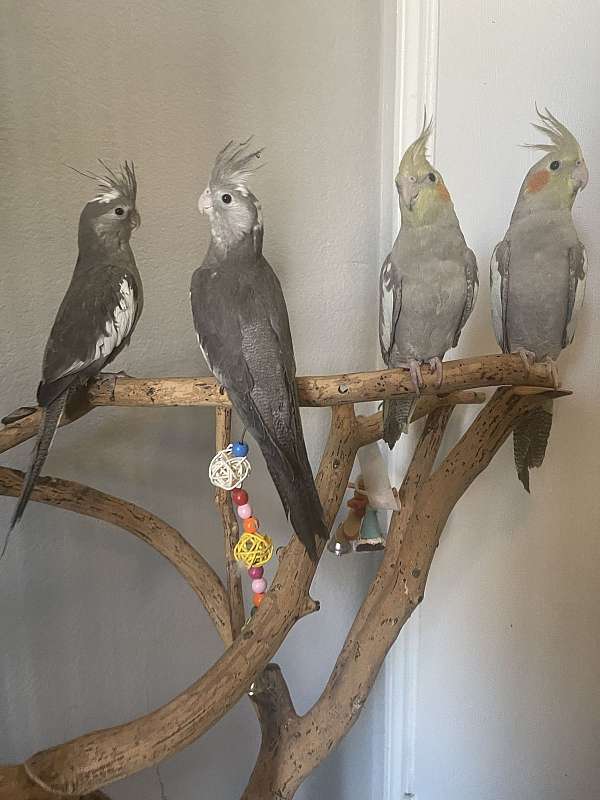 cockatiel-for-sale-in-fort-worth-tx