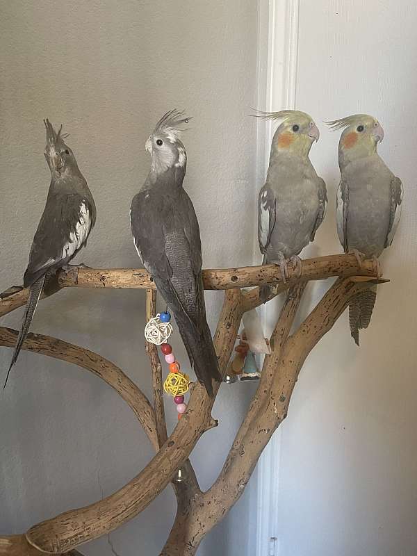 bird-for-sale-in-fort-worth-tx