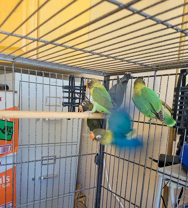 lovebird-for-sale