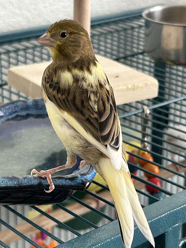brown-yellow-tame-bird-for-sale