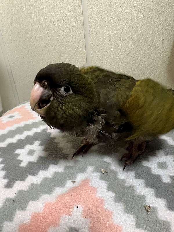 red-patagonian-conure-for-sale