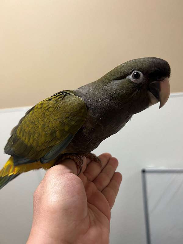 yellow-patagonian-conure-for-sale