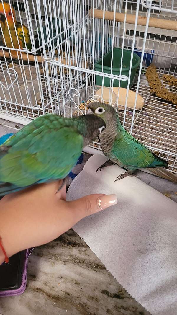 conure-for-sale