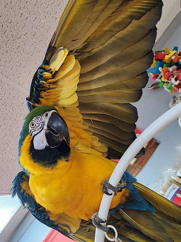 Blue and Gold macaw