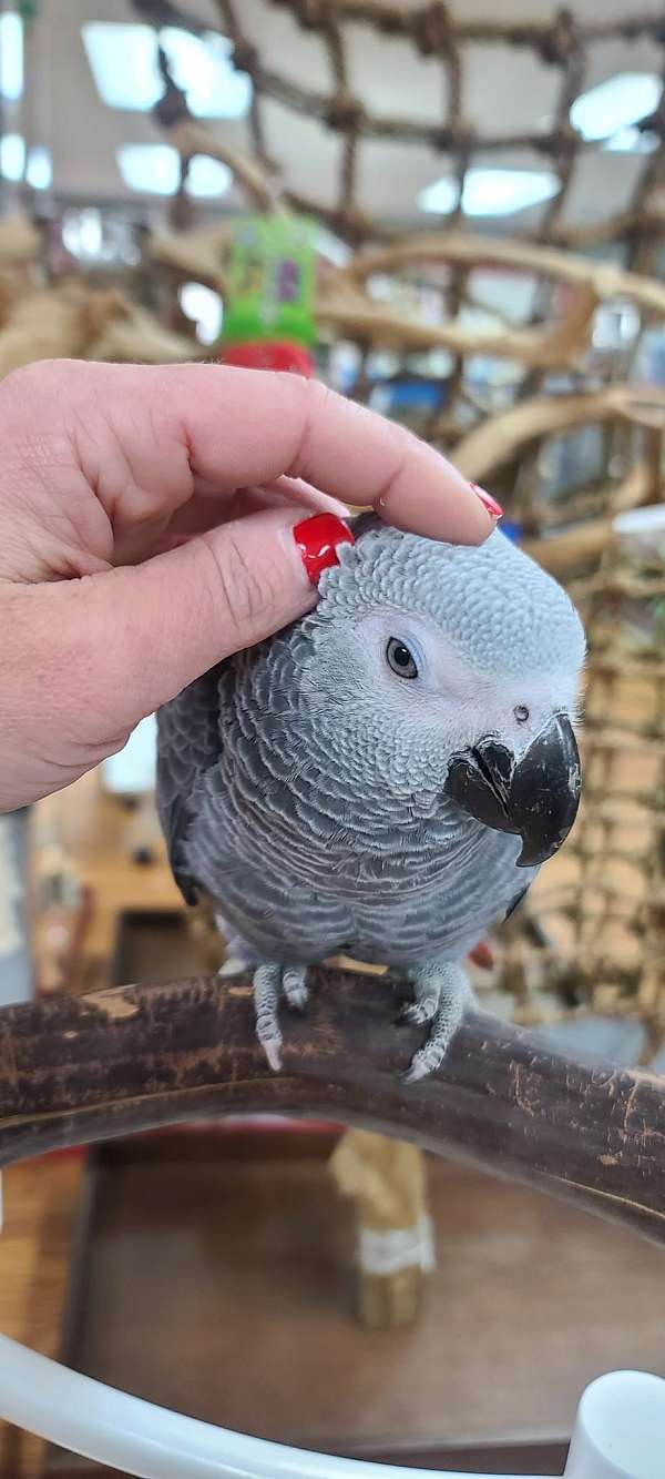 african-grey-parrot-for-sale