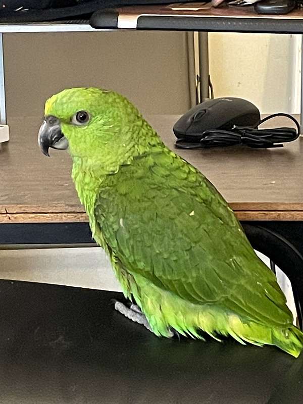 yellow-naped-amazon-parrot-for-sale-in-nashua-nh