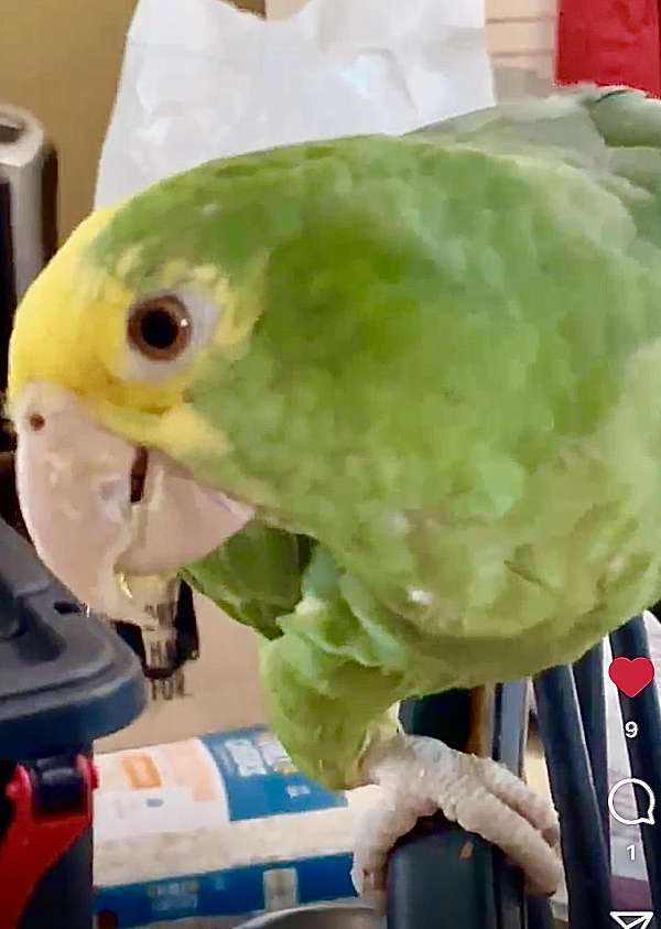 double-yellow-head-amazon-parrot-for-sale-in-nashua-nh