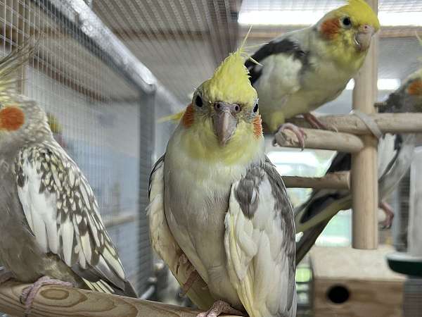 tame-wild-bird-for-sale-in-richmond-tx