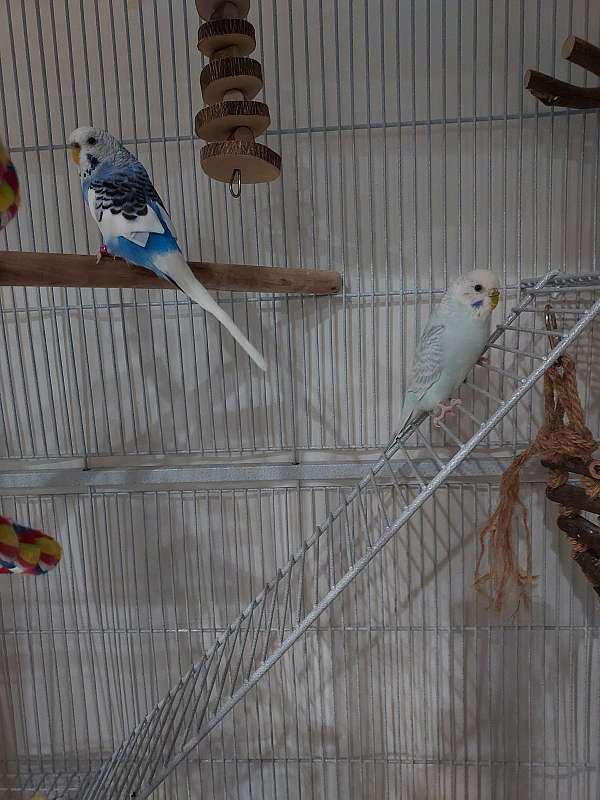 parakeet-for-sale-in-post-falls-id