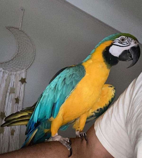 blue-gold-macaw-for-sale-in-center-valley-pa
