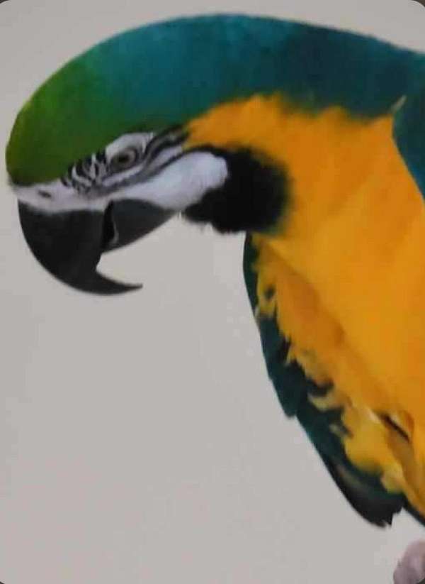 young-blue-gold-macaw-for-sale
