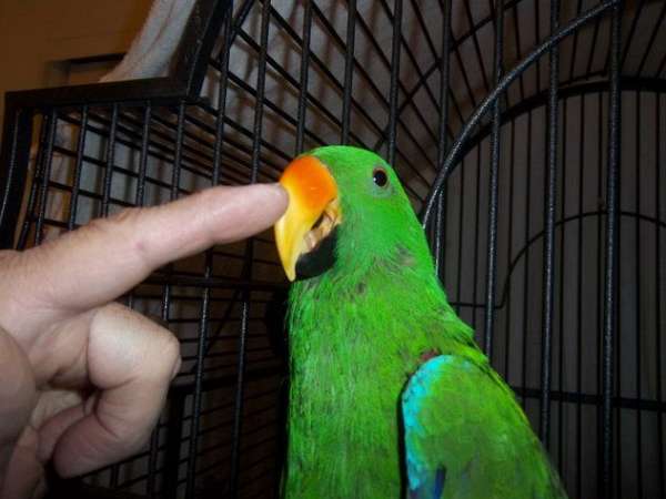 solomon-island-eclectus-parrots-for-sale-in-mesa-az