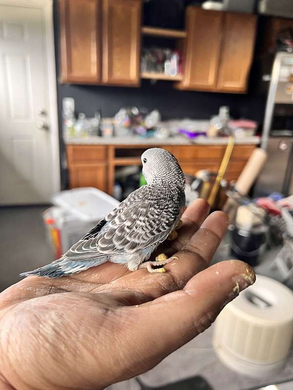 budgerigar-parakeet-for-sale-in-bloomington-il