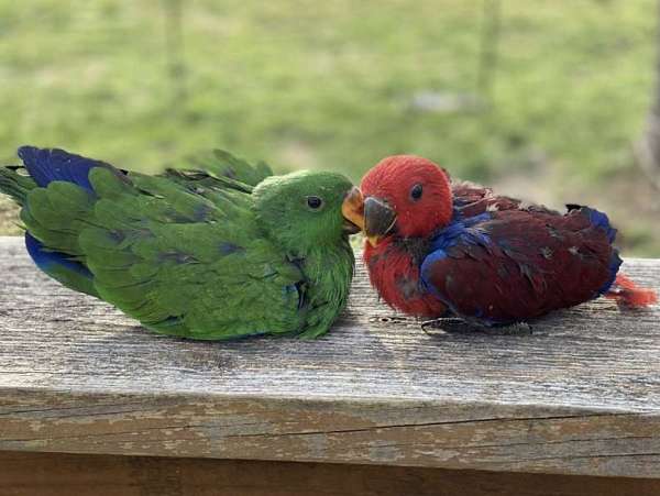 eclectus-parrots-for-sale-in-philadelphia-tn