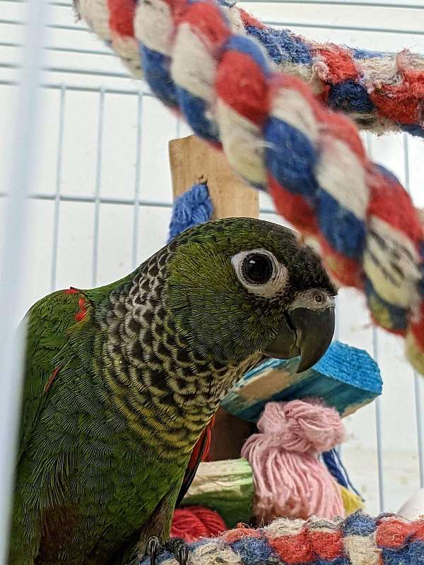 baby-conure-black-capped-conure-for-sale