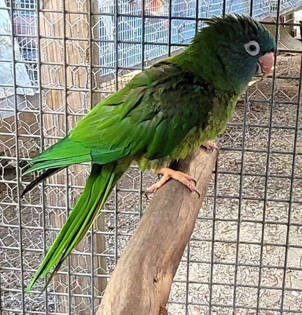 macaw-for-sale-in-dade-city-fl