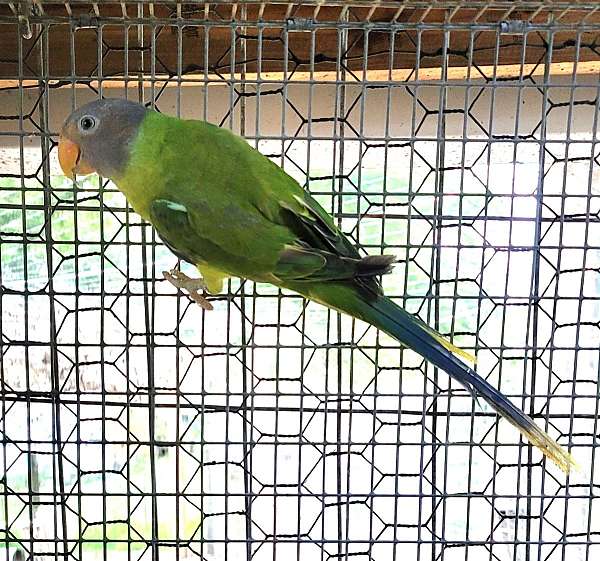 female-plum-head-parakeet-for-sale