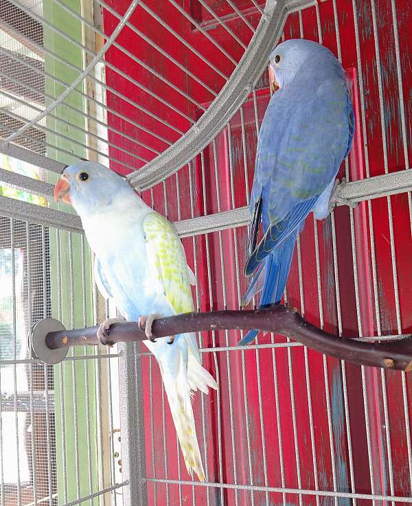 parrot-for-sale