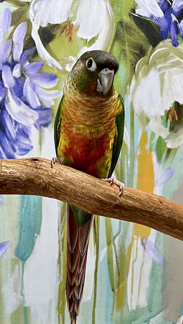 gold-playful-tame-bird-for-sale