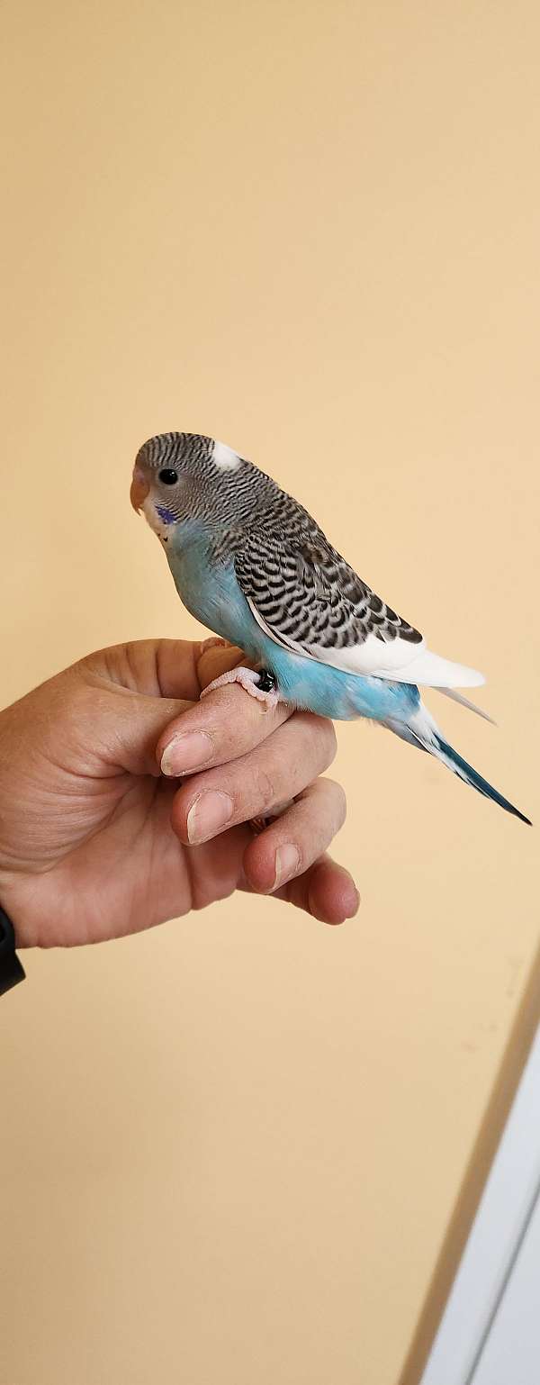 parakeet-for-sale