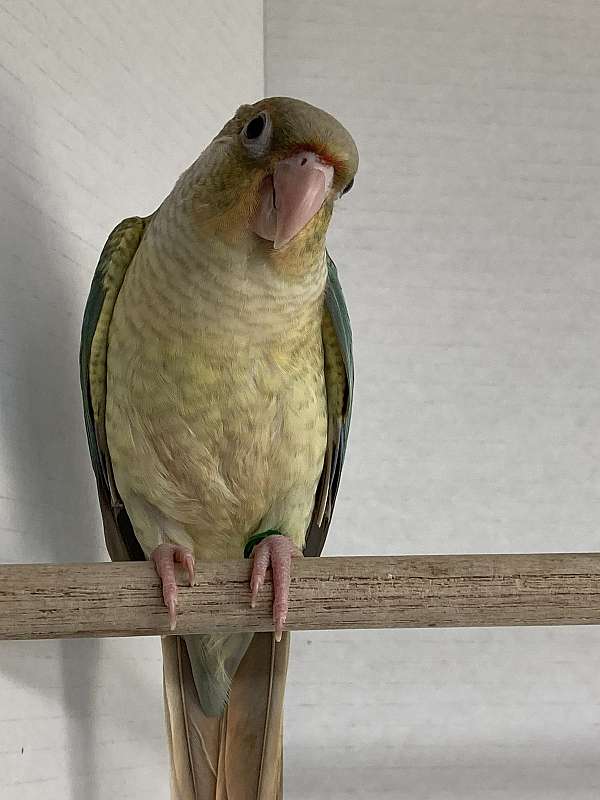 blue-yellow-green-cheek-conure-for-sale